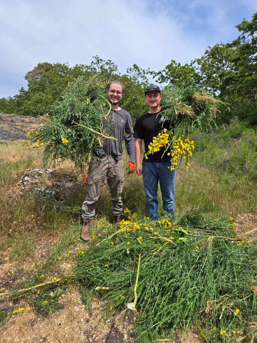 Invasive species removal fieldwork